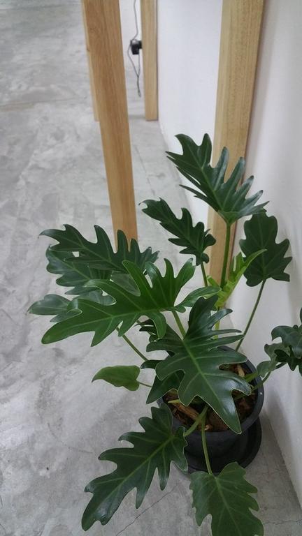 Green Home Hostel And Massage Бангкок Екстер'єр фото